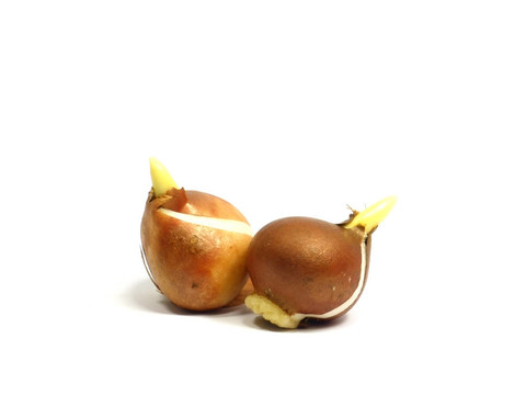 郁金香鱗莖