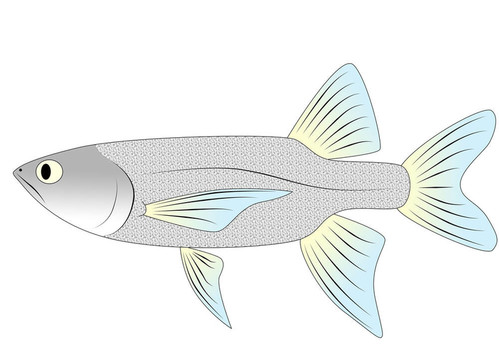 五顏六色的玩具魚