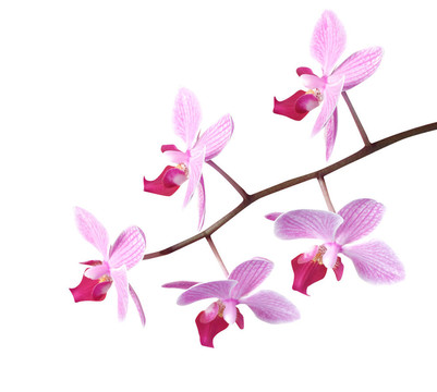 蘭花