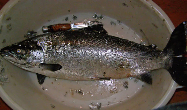 鮭魚
