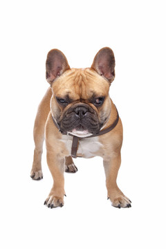 法國(guó)斗牛犬