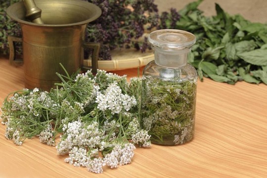 藥材鮮蓍草；干百里香和薄荷