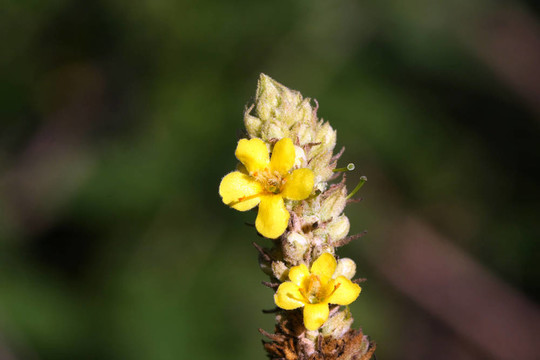 常見的Mullein Flower