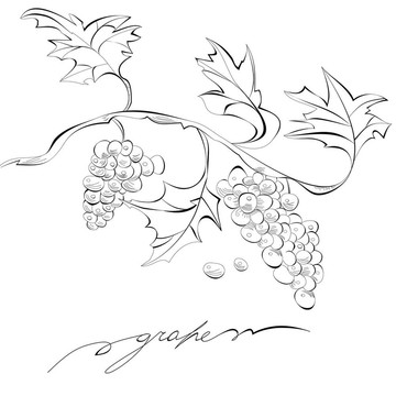 素描葡萄