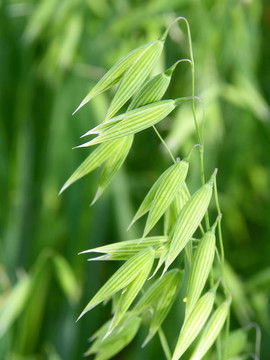燕麥