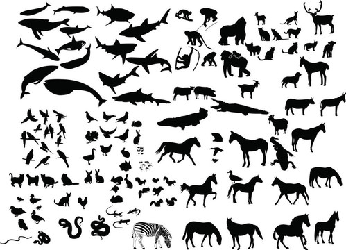 收集動物