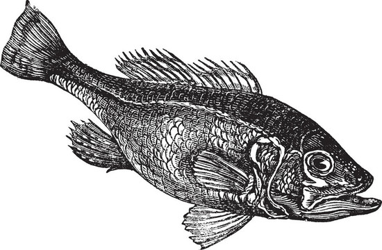 大口黑鱸（Micropterus salmoides）或盲低音復(fù)古雕刻