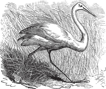 美洲鶴（Grus americana）復古雕刻