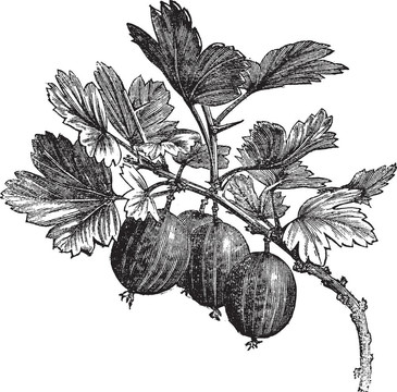 Gooseberry（Ribes grossularia）復(fù)古雕刻