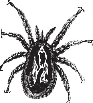 紅蜘蛛、Dermanyssus gallinae；復(fù)古雕刻