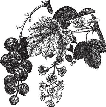 紅醋栗（Ribes rubrum）復古雕刻
