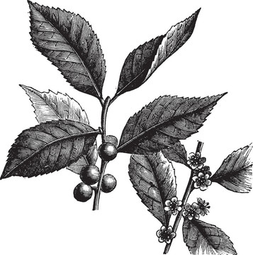 美國(guó)WINTERBERRY或冬青葉復(fù)古雕刻