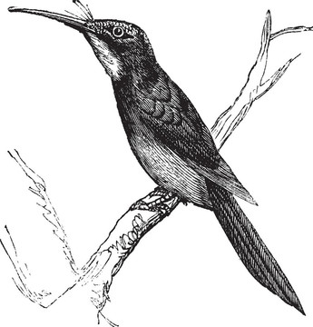 綠尾Jacamar或galbula galbula復古雕刻