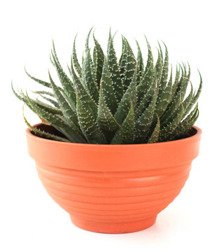 Aloe vera在一個鍋里。