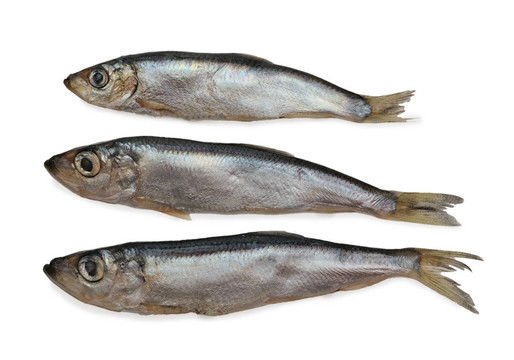 鯡魚