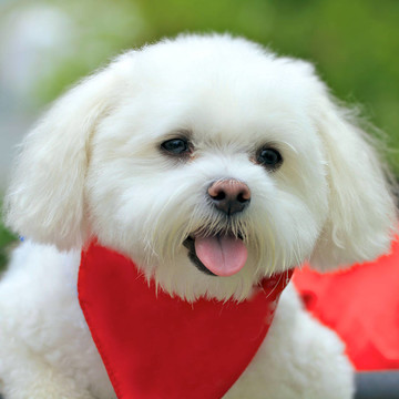 快樂的小狗比熊犬