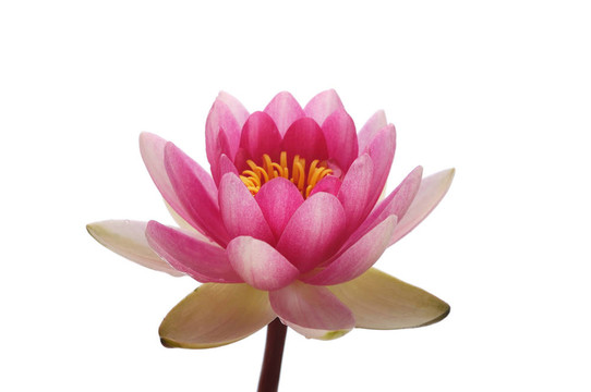 粉紅蓮花頭