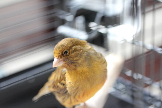 布朗金絲雀鳥