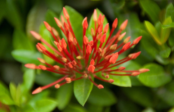 在我的花園里Ixora flower。