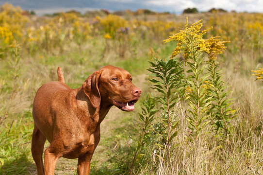 微笑在綠色的田野獵犬狗站