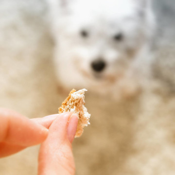 西部高地白梗