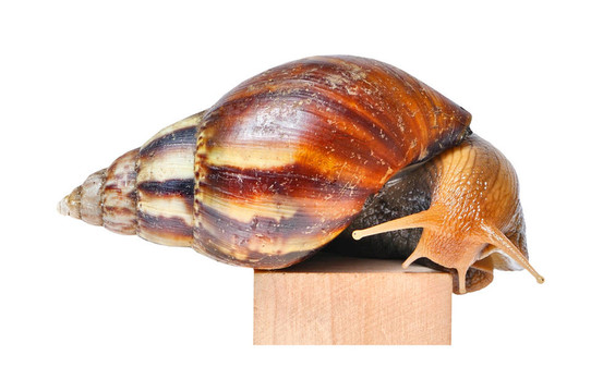 蝸牛在領獎臺上
