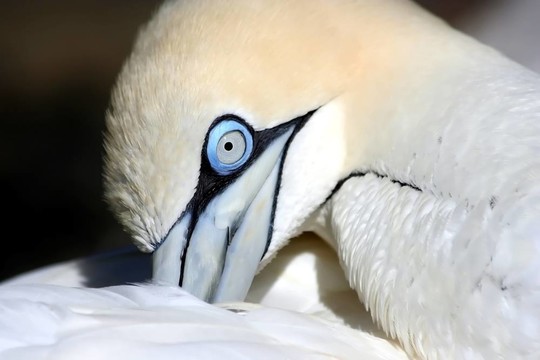 塘鵝鳥羽