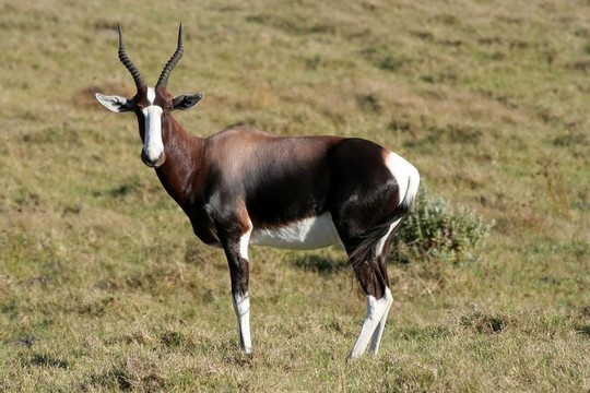 來自非洲的Bontebok