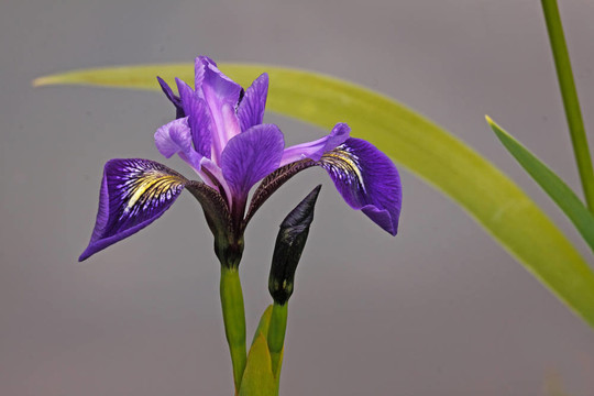鳶尾花
