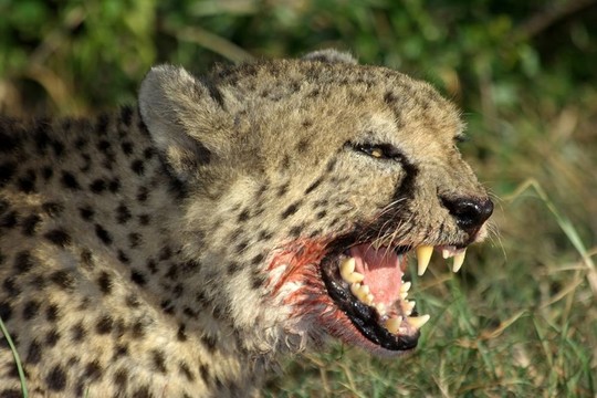 獵豹咆哮