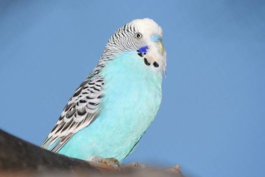 藍(lán)色的鸚鵡鳥的肖像