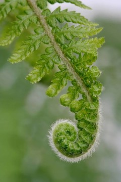 新鮮的蕨類植物的葉子