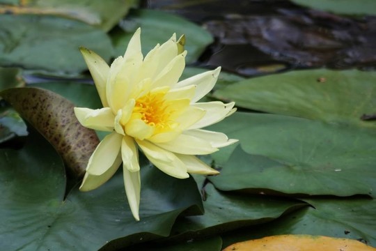 黃水百合