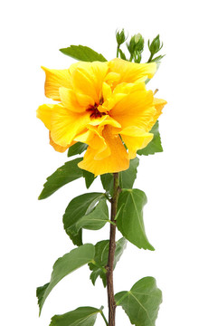 黃色的芙蓉花