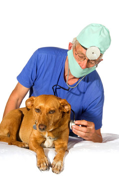 veterinair與狗