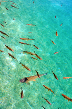 魚