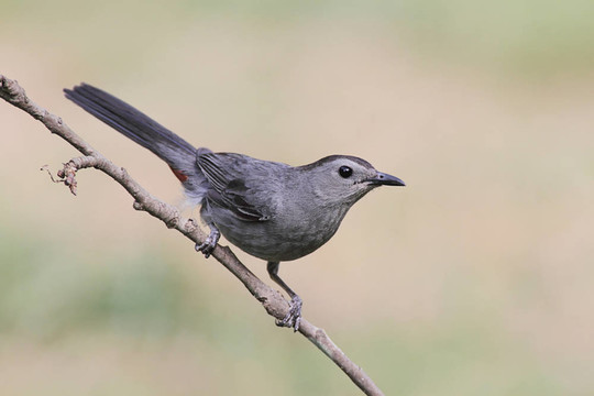 Gray Catbird Dumetella研究