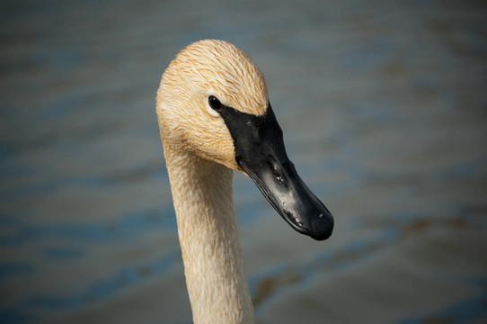 Trumpeter Swan Close