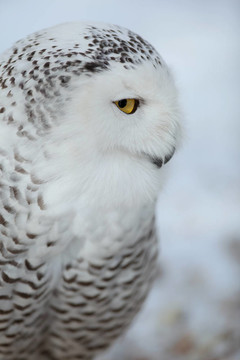 雪鸮（Bubo scandiacus）