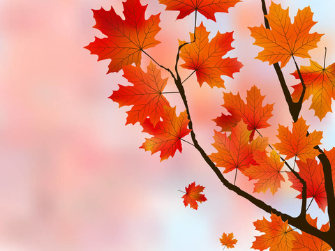 橘紅色的楓葉；淺的焦點(diǎn)。