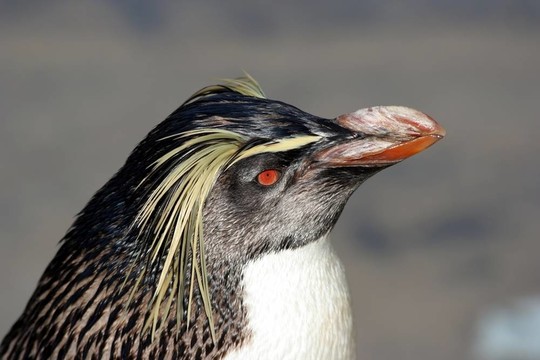 鳳冠企鵝
