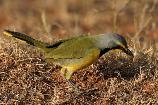 bokmakierie或bushshrike