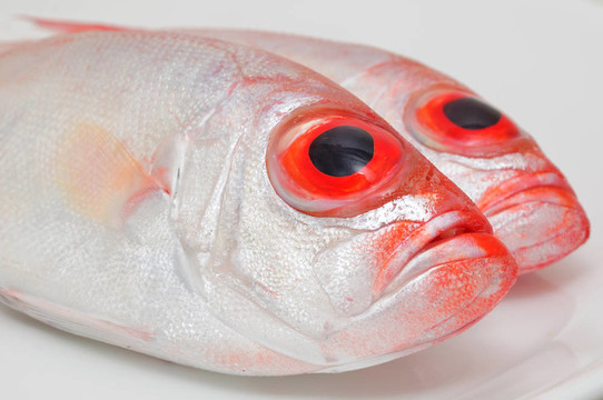 大眼睛的魚