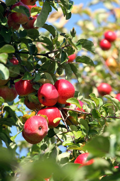 紅蘋(píng)果