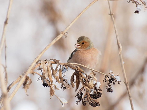 Chaffinch；Fringilla coelebs