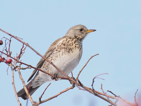 田鶇；Turdus pilaris