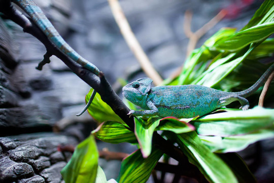 Chamaeleon calyptratus