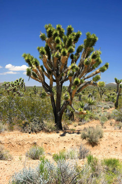 大Joshua Tree