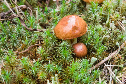 青苔中的蘑菇