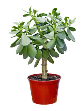 室內(nèi)植物青紅罐